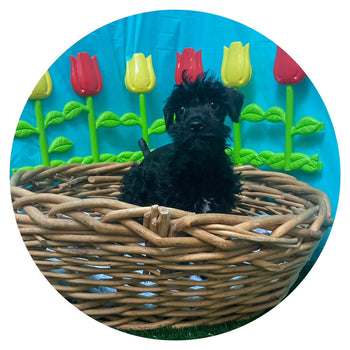 Breed: Schnoodle🐾 DOB: 2/21/24, Sex: Male, Colors: Black🖤, Registration: ACHC, Call Mesa Pratts Pets for more information at (480) 361-7000