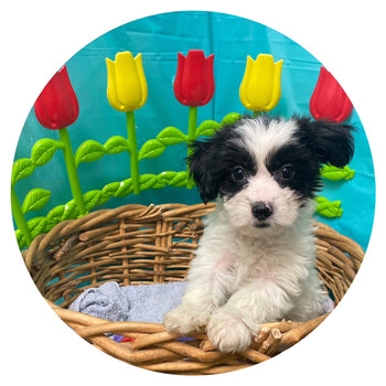 Breed: Yochon🐾 DOB: 2/20/24, Sex: Female, Colors: Black🖤& White🤍, Registration: ICA, Call Mesa Pratts Pets for more information at (480) 361-7000