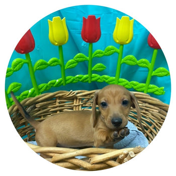 Breed: Dachshund🐾 DOB: 02/27/24, Sex: Male, Colors: Red❤️, Registration: APRI, Call Mesa Pratts Pets for more information at (480) 361-7000