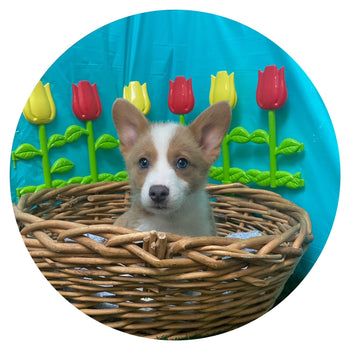 Breed: Pembroke Welsh Corgi🐾 DOB: 2/20/24, Sex: Male, Colors: Fawn🤎& White🤍, Call Mesa Pratts Pets for more information at (480) 361-7000