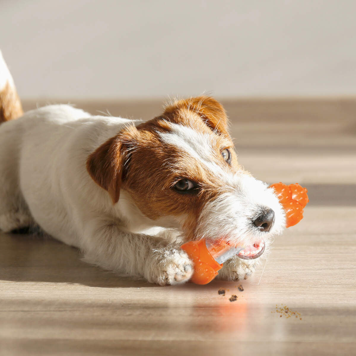 Nylabone Sneaky Snacker Dog Treat Toy - Glendale, AZ - El Mirage, AZ -  Mesa, AZ - Pratt's Pets