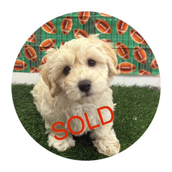 Breed: Havachon🐾 DOB: 11/09/2025, Sex: Male, Color: Cream, Reg: ICA. Fixed: No, Call Mesa Pratts Pets for more information at (480) 361-7000