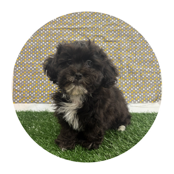 Breed: Shih-Poo🐾 DOB: 11/07/2025, Sex: Male, Color: Black & White, Reg: N/A, Fixed: No, Call Mesa Pratts Pets for more information at (480) 361-7000