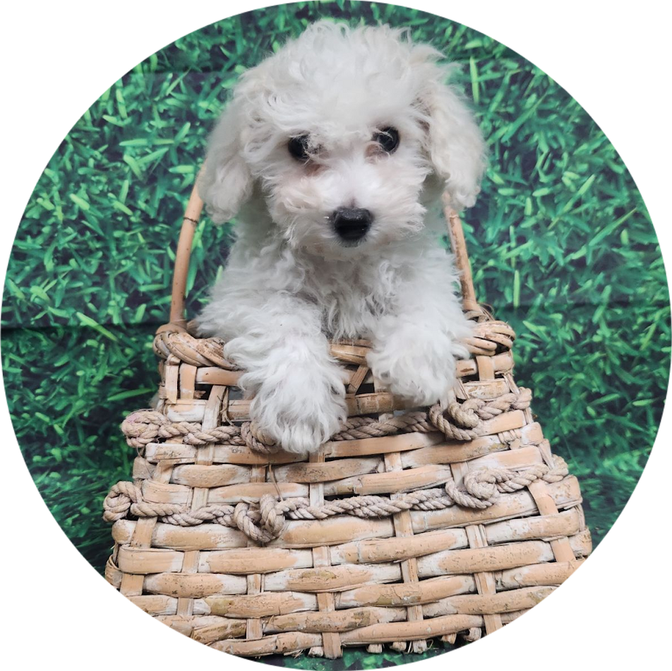 Available Puppies Glendale, AZ El Mirage, AZ Mesa, AZ Pratt's Pets