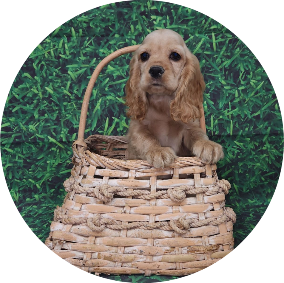 Available Puppies Glendale, AZ El Mirage, AZ Mesa, AZ Pratt's Pets