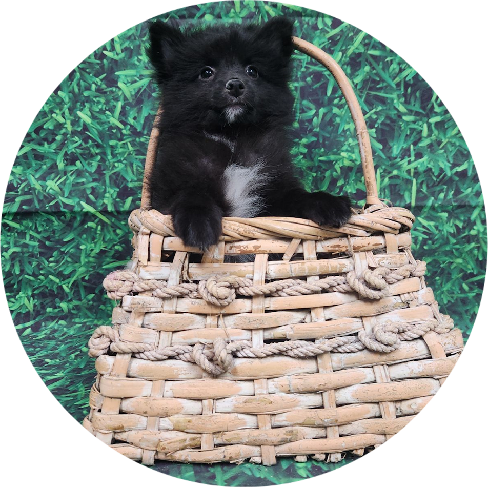 Available Puppies Glendale, AZ El Mirage, AZ Mesa, AZ Pratt's Pets