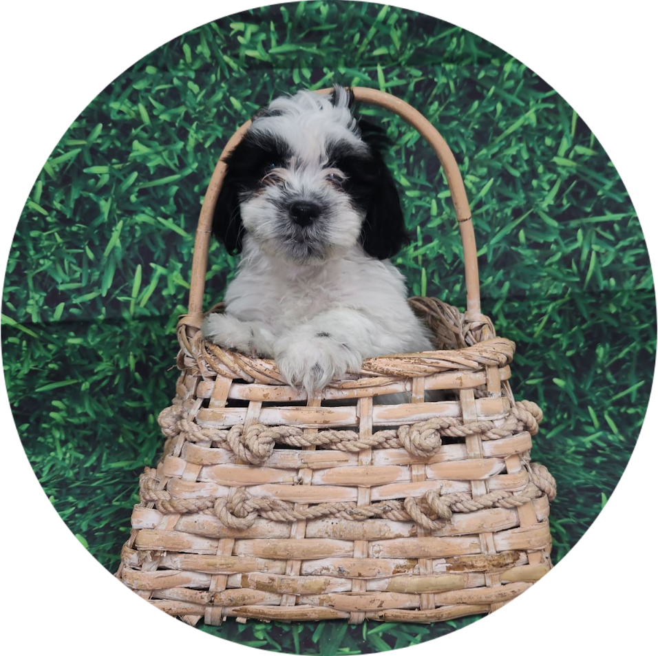 Available Puppies Glendale, AZ El Mirage, AZ Mesa, AZ Pratt's Pets