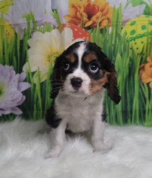 Other Colored Cavalier King Charles Spaniels - Lady Alma of