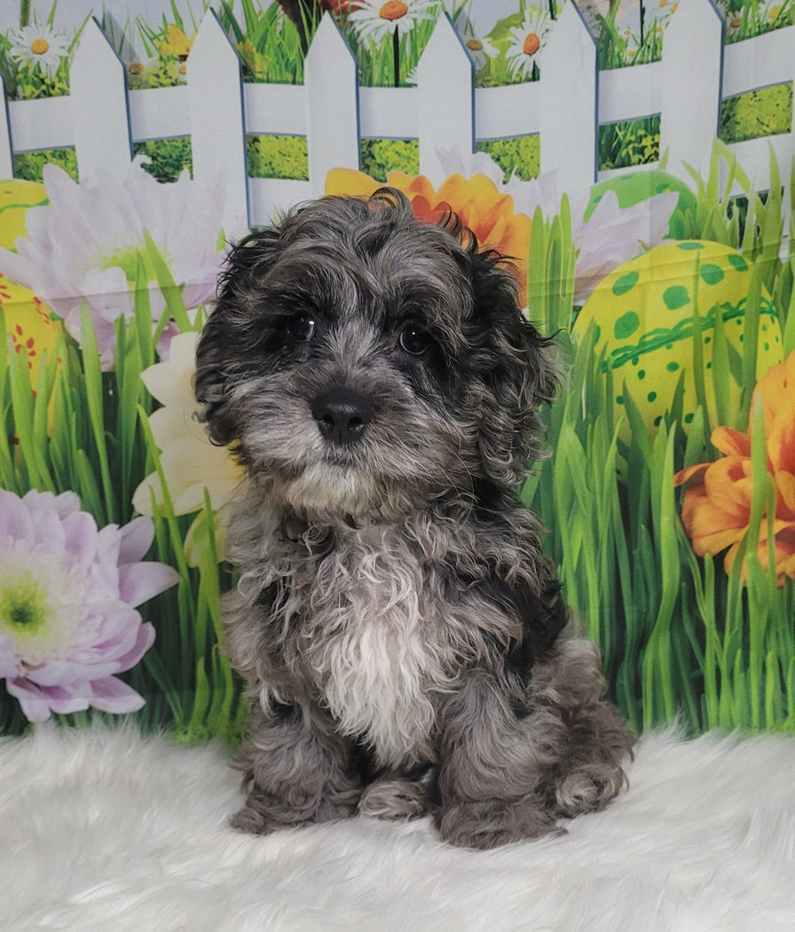 Available Puppies Glendale, AZ El Mirage, AZ Mesa, AZ Pratt's Pets
