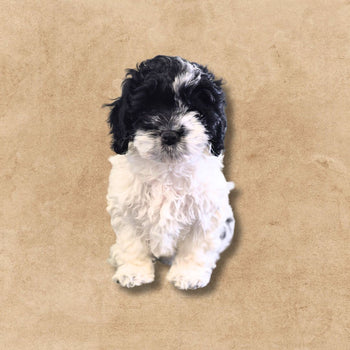 Breed: Cockapoo🐾 DOB: 11/1/24, Sex: Female, Color: Black & White, Registration: ICA. Call for more information (623)544-1544