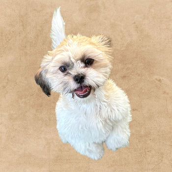 Breed: Teddy Bear🐾 DOB: 03/02/26, Sex: Female, Color: Brown and white, Fixed: No, Call El Mirage Pratts Pets for more information at (623)-544-1544