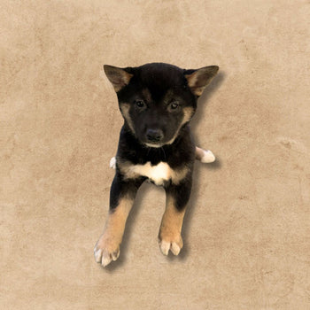 Breed: Shiba Inu🐾 DOB: 10/20/25 , Sex: Female, Color: Black and Tan, Fixed: No, Call El Mirage Pratts Pets for more information at (623)-544-1544