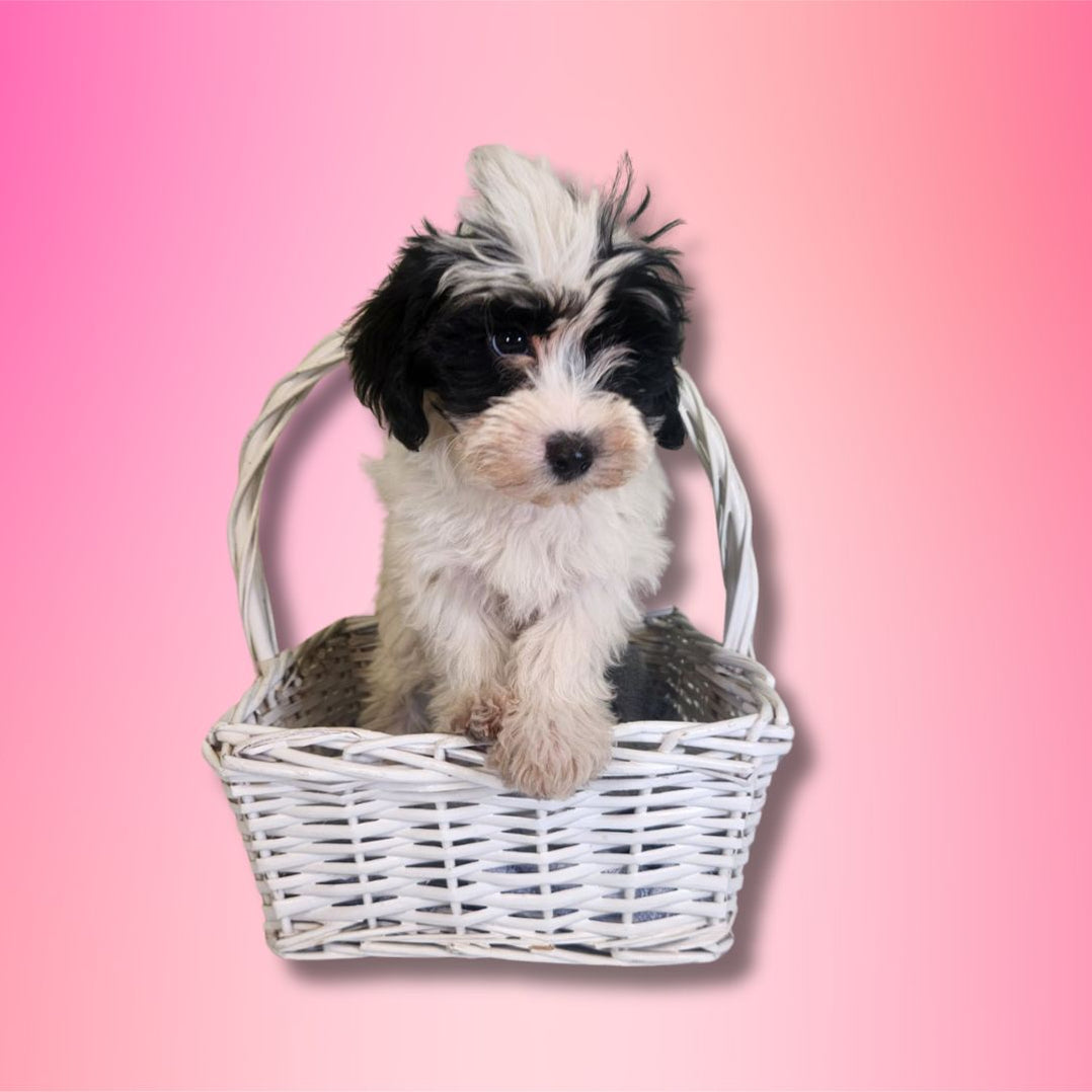 Available Puppies Glendale, AZ El Mirage, AZ Mesa, AZ Pratt's Pets