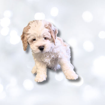 Breed: Cockapoo🐾 DOB: 11/1/24, Sex: Male💙, Color: White & Apricot, Registration: ICA. Call El Mirage Pratts Pets for more information (623)544-1544