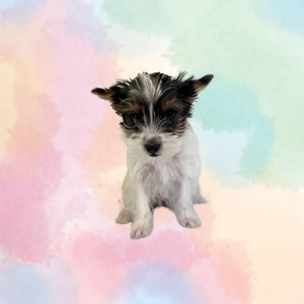 Available Puppies Glendale, AZ El Mirage, AZ Mesa, AZ Pratt's Pets