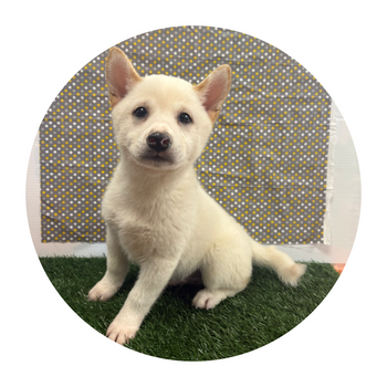 Breed: Shiba Inu🐾, DOB: 11/20/2025, Sex: Male, Color: Cream, Reg: ACA, Fixed: No, Call Mesa Pratts Pets for more information at (480) 361-7000