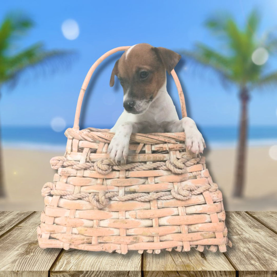 Available Puppies Glendale, AZ El Mirage, AZ Mesa, AZ Pratt's Pets