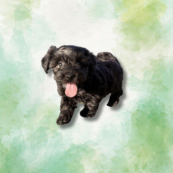 Breed: Yochon🐾,DOB: 10/22/25, Sex: Male, Color: Black, Fixed: No, Call El Mirage Pratts Pets for more information at (623)-544-1544