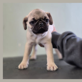 Breed: Pug🐾 DOB: 10/25/24, Sex: Male, Color: Fawn, Reg: AKC. Call El Mirage Pratts Pets for more information (623)544-1544