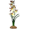Komodo Spider Orchid Plant (40cm/15.75)