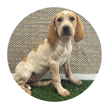 Breed: English Coon Hound🐾 DOB: 11/23/2025, Sex: Female, Color: Red & White, Reg: UKC, Fixed: No, Call Mesa Pratts Pets for more information at (480) 361-7000