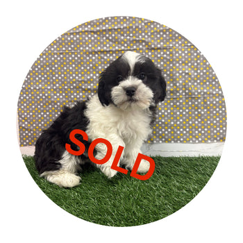 Breed: Teddy Bear🐾, DOB: 11/20/2025, Sex: Male, Color: Black & White, Reg: ICA, Fixed: No, Call Mesa Pratts Pets for more information at (480) 361-7000