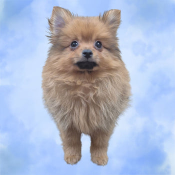 Breed: Pomeranian🐾 DOB: 4/18/26, Sex: Male, Color: Red, Fixed: No, Please Call El Mirage Pratts Pets for more information at (623)-544-1544