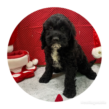 Breed: Cockapoo🐾 Fixed: No, DOB: 10/20/24, Sex: Male, Colors: Black & White, Registration: ACHC, Call Mesa Pratts Pets for more information at (480) 361-7000