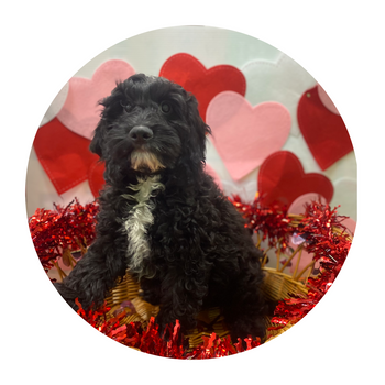 Breed: Cockapoo🐾 Fixed: No, DOB: 10/20/24, Sex: Male, Colors: Black & White, Registration: ACHC, Call Mesa Pratts Pets for more information at (480) 361-7000