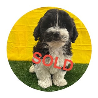 Breed: Teddy Bear🐾 DOB: 2/23/26, Sex: Male, Color: Black & White, Reg: ICA, Fixed: No, Call Mesa Pratts Pets for more information at (480) 361-7000