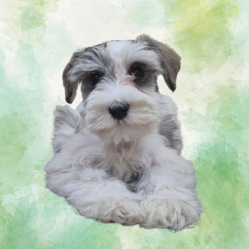 Breed: Mini Schnauzer🐾 DOB: 4/25/26, Sex: Male, Color: Salt and Pepper, Fixed: No, Call El Mirage Pratts Pets for more information at (623)-544-1544