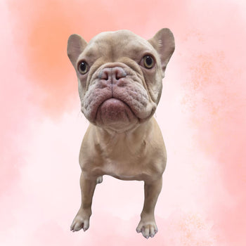 Breed: French Bull Dog🐾 DOB: 11/7/25, Sex: Female, Color: Creme, Fixed: No, Call El Mirage Pratts Pets for more information at (623)-544-1544