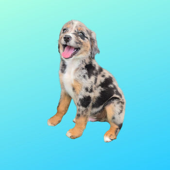 Breed: Australian Shepherd🐾 DOB: 4/27/26, Sex: Male, Color: Blue White and Brown, Fixed: No, Call El Mirage Pratts Pets for more information at (623)-544-1544