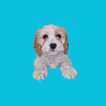 Breed: Cockapoo🐾 DOB: 12/14/2025, Sex: Male, Color: Red and White, Fixed: No, Please Call El-Mirage Pratts Pets for more information at (623)-544-1544
