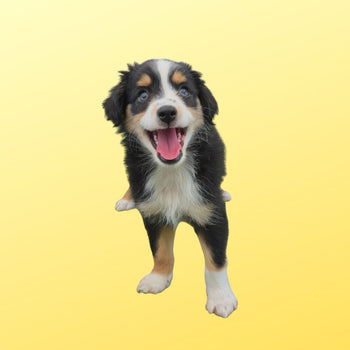 Breed: Mini Australian Shepherd🐾 DOB: 5/19/26, Sex: Male, Color: Black White and Brown, Fixed: No, Call El Mirage Pratts Pets for more information at (623)-544-1544