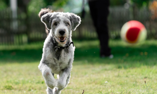 A dog playing fetch with a tennis ball.