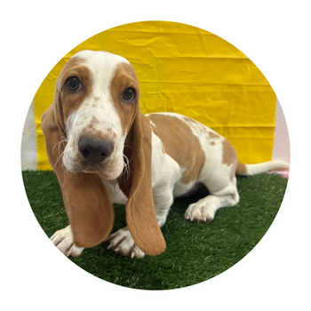 Breed: Basset Hound🐾 DOB: 12/25/2026, Sex: Female, Color: Red & White, Reg: AKC, Fixed: No, Call Mesa Pratts Pets for more information at (480) 361-7000