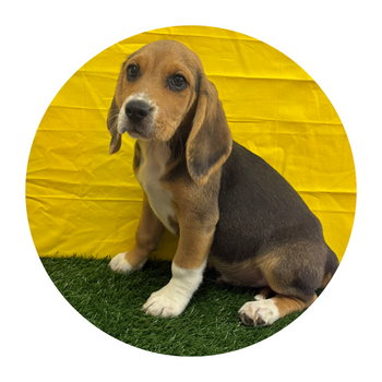 Breed: Beagle🐾 DOB: 12/25/2025, Sex: Male, Color: Black, Tan & White , Reg: N/A, Fixed: No, Call Mesa Pratts Pets for more information at (480) 361-7000
