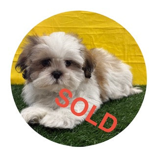 Breed: Shih Tzu🐾 DOB: 1/30/26, Sex: Female, Color: Tan & White, Reg: ACA, Fixed: No, Call Mesa Pratts Pets for more information at (480) 361-7000