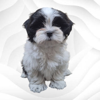 Breed: Mal-Shi🐾 DOB: 4/21/26, Sex: Male, Colors: Black and White, Fixed: Yes, Call El Mirage Pratts Pets for more information at (623)-544-1544
