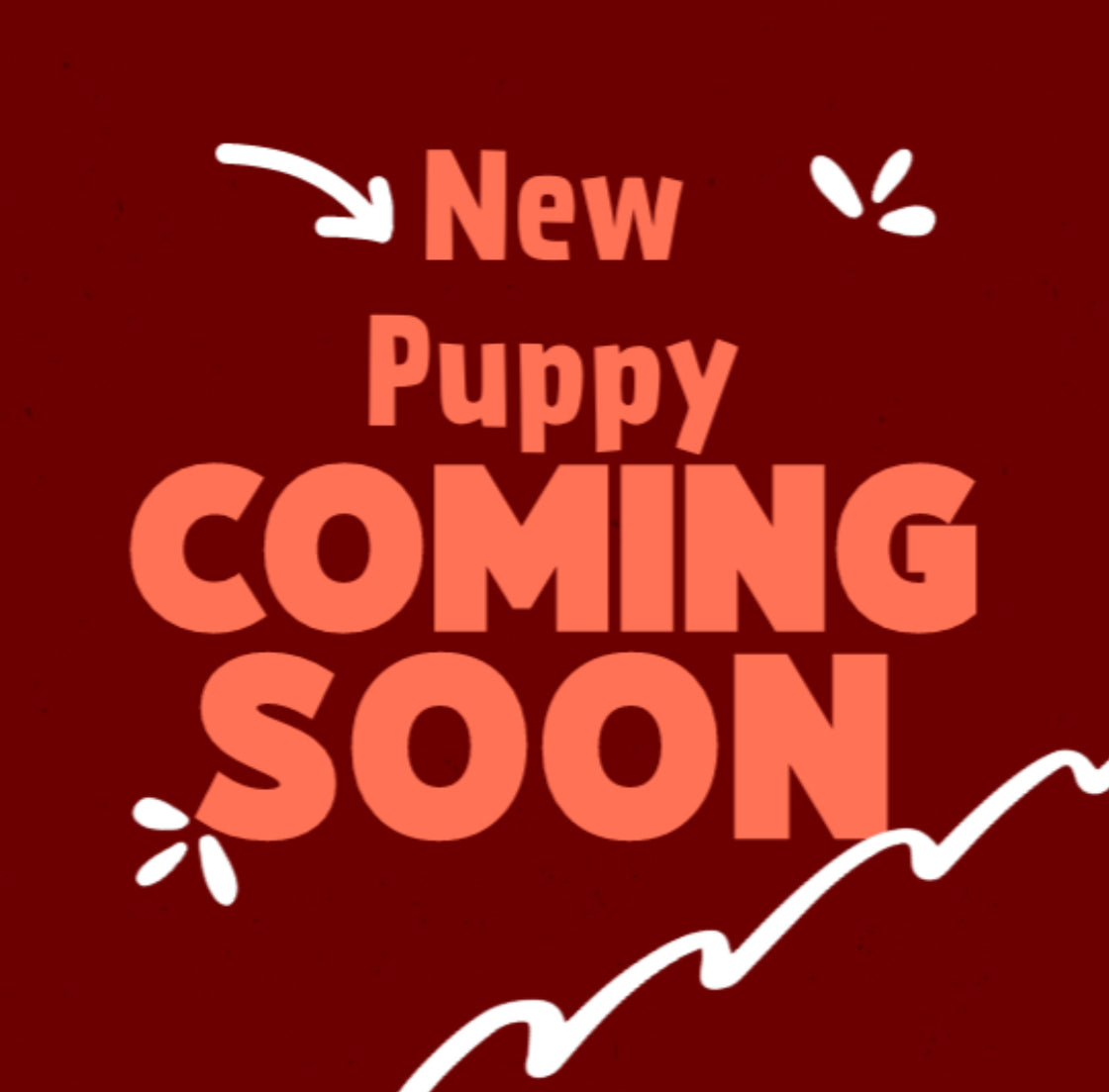 Available Puppies Glendale, AZ El Mirage, AZ Mesa, AZ Pratt's Pets