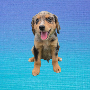 Breed: Australian Shepherd🐾 DOB: 4/27/26, Sex: Male, Color: Blue and Brown, Fixed: No, Call El Mirage Pratts Pets for more information at (623)-544-1544