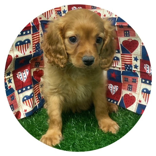 Available Puppies Glendale, AZ El Mirage, AZ Mesa, AZ Pratt's Pets