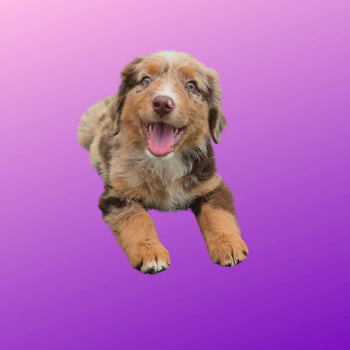 Breed: Australian Shepherd🐾 DOB: 4/27/26, Sex: Female, Color: Red and Tan, Fixed: No, Call El Mirage Pratts Pets for more information at (623)-544-1544