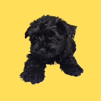 Breed: Yorkiepoo🐾 DOB: 2/9/2026, Sex: Male, Color: Black, Fixed: No, Call El Mirage Pratts Pets for more information at (623)-544-1544