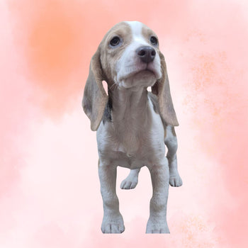 Breed: Beagle🐾 DOB: 4/8/26, Sex: Female, Color: Blue, White, and Tan, Fixed: No, Call El Mirage Pratts Pets for more information at (623)-544-1544