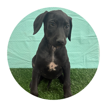 Breed: Doberman/ Dalmatian Mix 🐾 DOB: 12/12/2025, Sex: Female, Color: Black & White, Reg: No, Fixed: No, Call Mesa Pratts Pets for more information at (480) 361-7000