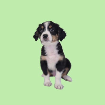 Breed: Miniature American Shepherd🐾, DOB: 12/6/25, Sex: Male, Color: Black, White, and Tan, Fixed: No, Call El-Mirage Pratts Pets for more information at (623)-544-1544