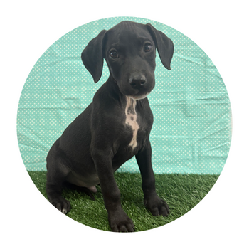 Breed: Doberman/ Dalmatian Mix 🐾 DOB: 12/12/2025, Sex: Male, Color: Black & White, Reg: No, Fixed: No, Call Mesa Pratts Pets for more information at (480) 361-7000