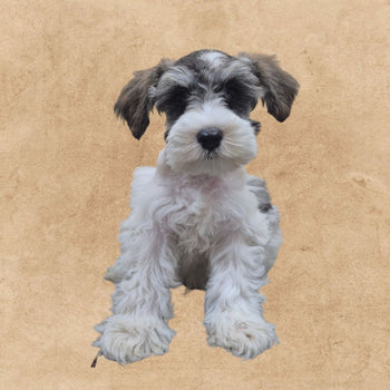 Breed: Mini Schnauzer🐾 DOB: 4/25/26, Sex: Male, Color: Salt and Pepper, Fixed: No, Call El Mirage Pratts Pets for more information at (623)-544-1544